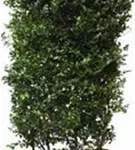 Stechpalme 'Blue Maid' -R- - Ilex meserveae 'Blue Maid' -R-