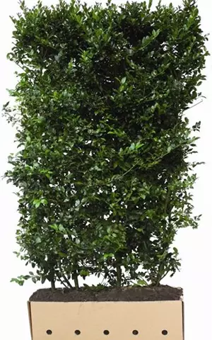 Ilex meserveae 'Blue Maid' -R-