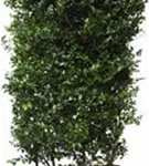 Stechpalme 'Blue Maid' -R- - Ilex meserveae 'Blue Maid' -R-