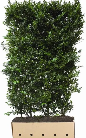 Ilex meserveae 'Blue Maid' -R-