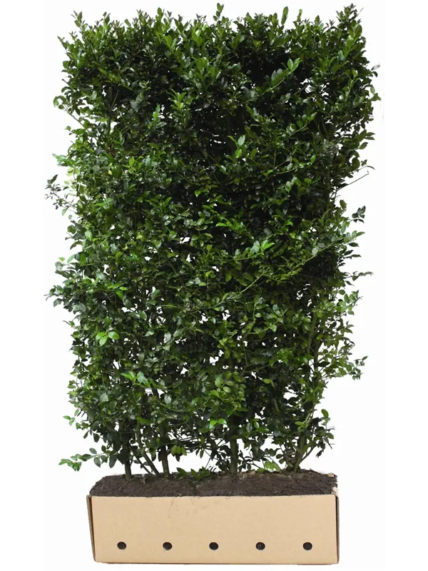 Stechpalme 'Blue Maid' -R- - Ilex meserveae 'Blue Maid' -R-