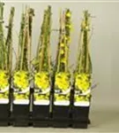 Echter Winter-Jasmin - Jasminum nudiflorum