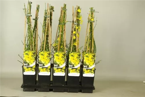 Echter Winter-Jasmin - Jasminum nudiflorum