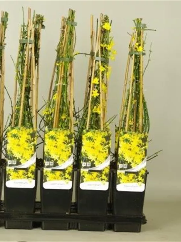 Echter Winter-Jasmin - Jasminum nudiflorum