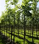 Echte Walnuss - Juglans regia - Baum