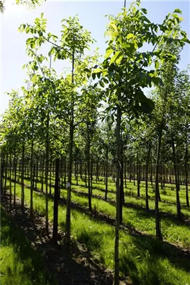 Echte Walnuss - Juglans regia - Baum