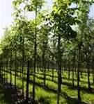 Echte Walnuss - Juglans regia - Baum