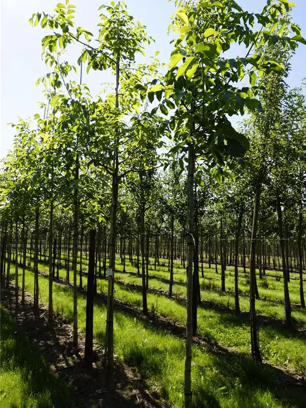 Echte Walnuss - Juglans regia - Baum