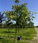 Echte Walnuss - Juglans regia - Baum