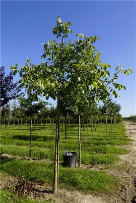 Echte Walnuss - Juglans regia - Baum