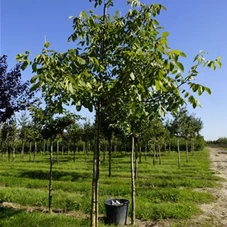 Juglans regia - Baum, H 3xv mDb 18- 20