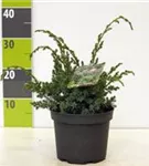 Chin.Wacholder 'Blue Alps' - Juniperus chin.'Blue Alps' - Nadeln - Koniferen