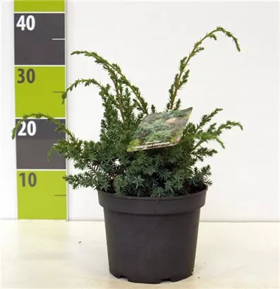Chin.Wacholder 'Blue Alps' - Juniperus chin.'Blue Alps' - Nadeln - Koniferen
