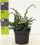 Chin.Wacholder 'Blue Alps' - Juniperus chin.'Blue Alps' - Nadeln - Koniferen