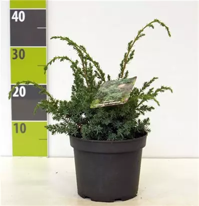 Chin.Wacholder 'Blue Alps' - Juniperus chin.'Blue Alps' - Nadeln - Koniferen