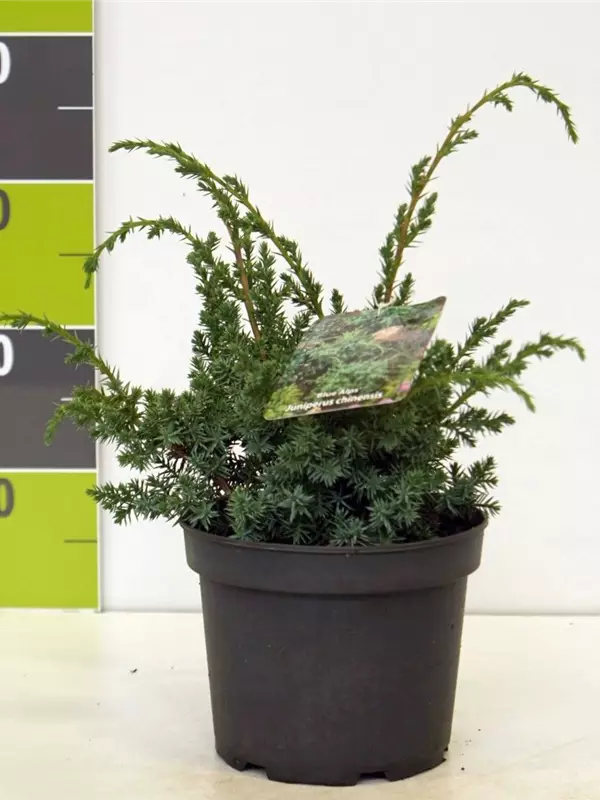 Chin.Wacholder 'Blue Alps' - Juniperus chin.'Blue Alps' - Nadeln - Koniferen
