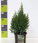 Blauer Kegel-Mooswacholder - Juniperus chin.'Stricta'