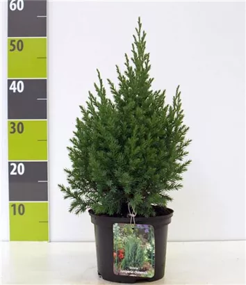 Blauer Kegel-Mooswacholder - Juniperus chin.'Stricta'