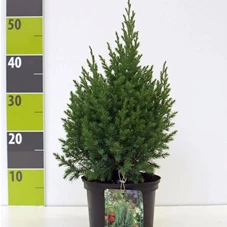 Juniperus chin.'Stricta', C 2 35- 40