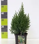 Blauer Kegel-Mooswacholder - Juniperus chin.'Stricta'