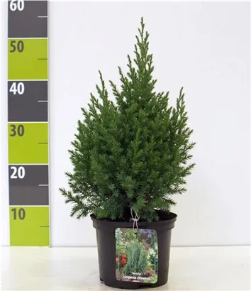 Blauer Kegel-Mooswacholder - Juniperus chin.'Stricta'
