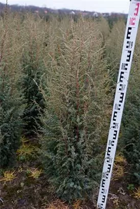 Irischer Säulenwacholder - Juniperus com.'Hibernica' - Heckenpflanzen