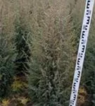 Irischer Säulenwacholder - Juniperus com.'Hibernica' - Heckenpflanzen