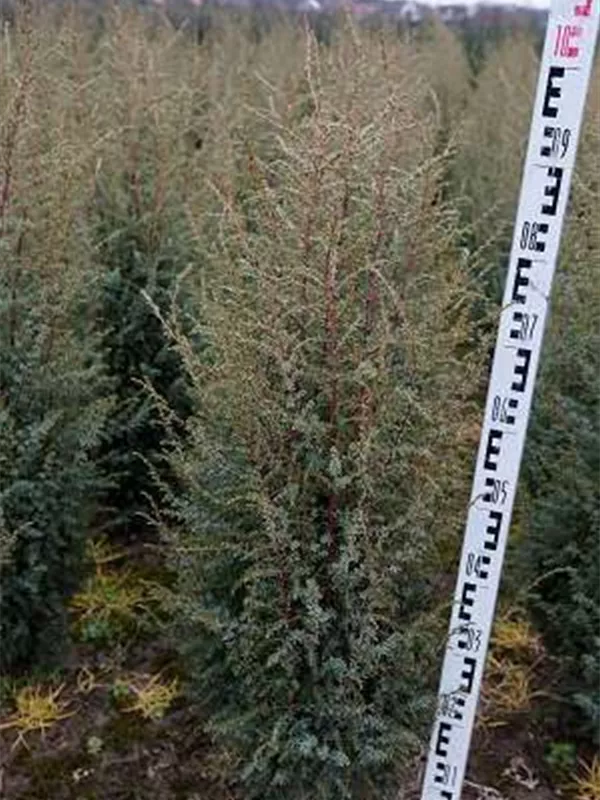 Irischer Säulenwacholder - Juniperus com.'Hibernica' - Heckenpflanzen