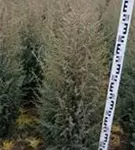 Irischer Säulenwacholder - Juniperus com.'Hibernica' - Heckenpflanzen