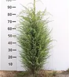 Irischer Säulenwacholder - Juniperus com.'Hibernica' - Heckenpflanzen
