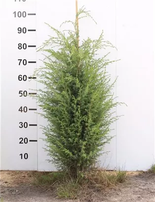 Irischer Säulenwacholder - Juniperus com.'Hibernica' - Heckenpflanzen