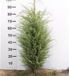 Irischer Säulenwacholder - Juniperus com.'Hibernica' - Heckenpflanzen