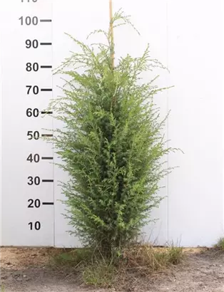Irischer Säulenwacholder - Juniperus com.'Hibernica' - Heckenpflanzen
