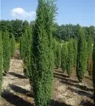 Irischer Säulenwacholder - Juniperus com.'Hibernica' - Nadeln - Koniferen