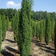 Juniperus com.'Hibernica' - Nadeln - Koniferen, mB 175- 200 Juniperus com.'Hibernica' - Nadeln - Koniferen, mB 175- 200