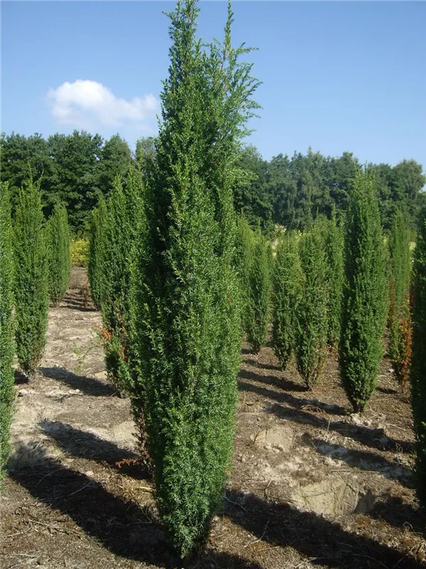 Irischer Säulenwacholder - Juniperus com.'Hibernica' - Nadeln - Koniferen Irischer Säulenwacholder - Juniperus com.'Hibernica' - Nadeln - Koniferen