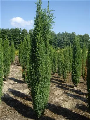Irischer Säulenwacholder - Juniperus com.'Hibernica' - Nadeln - Koniferen