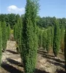 Irischer Säulenwacholder - Juniperus com.'Hibernica' - Nadeln - Koniferen