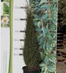 Irischer Säulenwacholder - Juniperus com.'Hibernica' - Heckenpflanzen