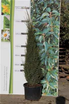 Irischer Säulenwacholder - Juniperus com.'Hibernica' - Heckenpflanzen