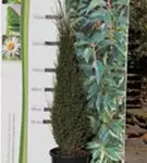 Irischer Säulenwacholder - Juniperus com.'Hibernica' - Heckenpflanzen