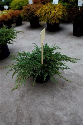 Kriechender Wacholder - Juniperus com.'Repanda'