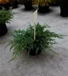 Kriechender Wacholder - Juniperus com.'Repanda'
