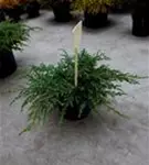 Kriechender Wacholder - Juniperus com.'Repanda'