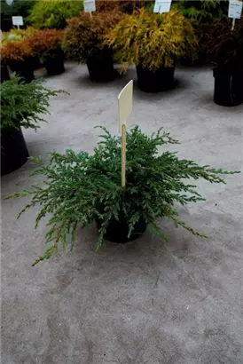 Kriechender Wacholder - Juniperus com.'Repanda'