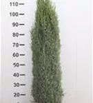 Wacholder 'Sentinel' - Juniperus com.'Sentinel'