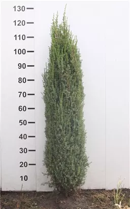 Wacholder 'Sentinel' - Juniperus com.'Sentinel'