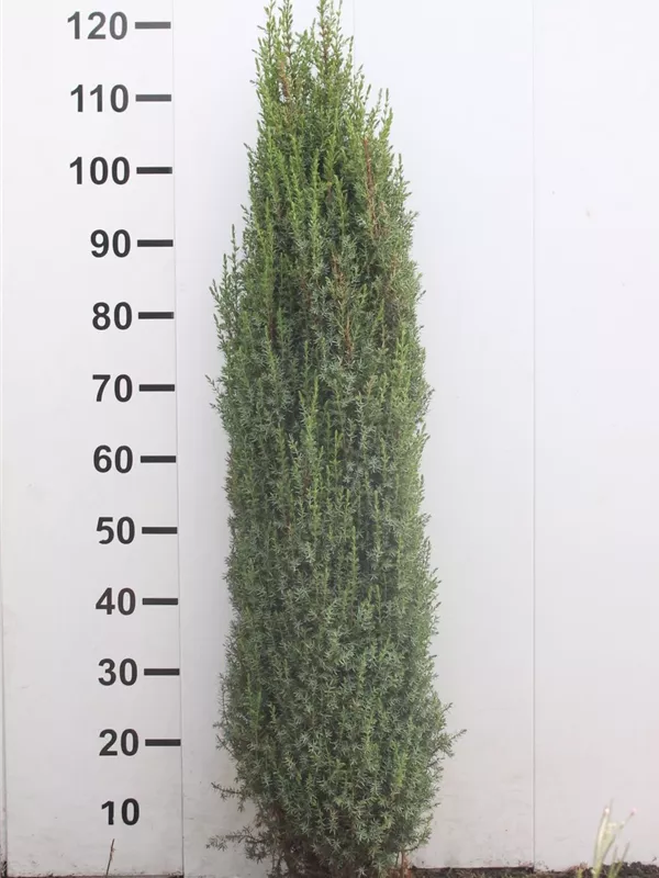 Wacholder 'Sentinel' - Juniperus com.'Sentinel'