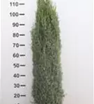 Wacholder 'Sentinel' - Juniperus com.'Sentinel'