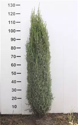 Wacholder 'Sentinel' - Juniperus com.'Sentinel'